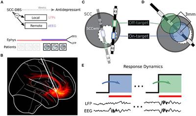 Dynamic Oscillations Evoked by Subcallosal Cingulate Deep Brain Stimulation